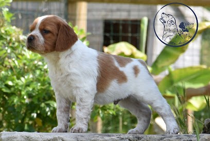 Domaine Du Grand Etricher, Eleveur de Chiens à Saint-Ouen-de-Mimbré