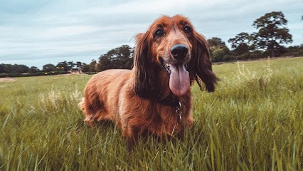 ELEVAGE DES PLAINES DE CAILLOUET, Eleveur de Chiens à Fresney-le-Puceux