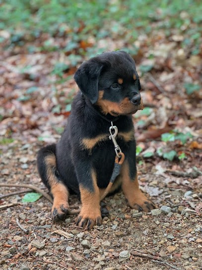DES FLAMMES DE LA NUIT, Eleveur de Chiens à Tauriac