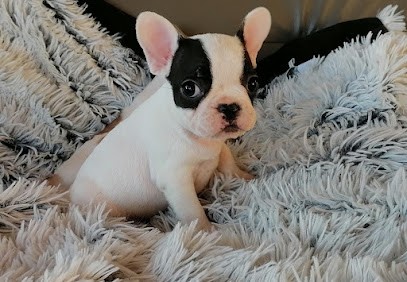 élevage bouledogue français et coton de tulear Dubois Camus, Eleveur de Chiens à Magescq