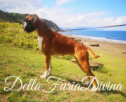 Elevage Della Furia Divina Éleveur De Chiens à Fréjeville