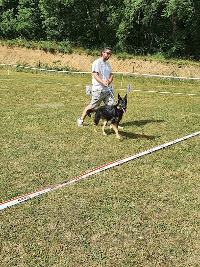 Terres de Sakura : Élevage de Berger Allemand de Travail, Eleveur de Chiens à Montaigut-sur-Save