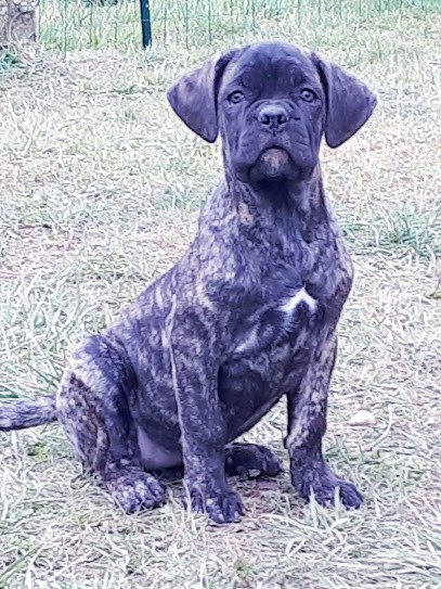 Elevage canin du domaine forestier, Eleveur de Chiens à Pallegney