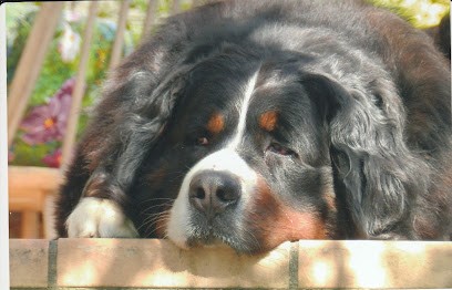 Bouviers Bernois de Bel-Air, Eleveur de Chiens à Mauvezin