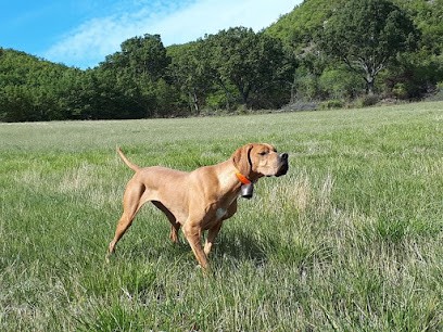Gilles Righetti, Dresseur de Chiens à Mouriès