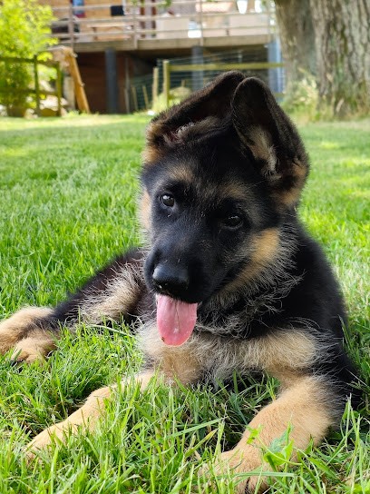Élevage Du Haut Atlas, Eleveur de Chiens à Boismé