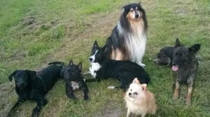 Éducation Canine, Dresseur de Chiens à Saint-Genest-d'Ambière