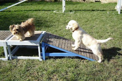 PATTE Z' EN CINQ - AURORE DI FELICE, Pension pour Chiens à Compiègne