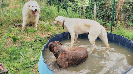 Babine Pension, Pension pour Chiens à Les Billanges