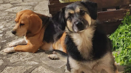 Purement Canin Dresseur De Chiens à Aunay-sous-Crécy