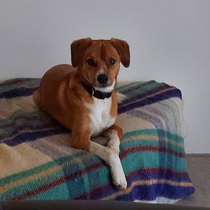Le Duo Complice, Dresseur De Chiens à Drusenheim