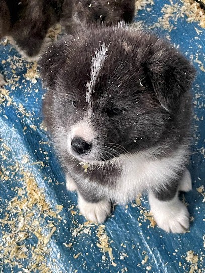 Elevage Matelio, Eleveur de Chiens à Saint-Léger