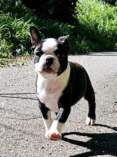 Elevage des Hobereaux de la Zorn dogues allemand , bostons terrier, bulldog anglais, Eleveur de Chiens à Saverne