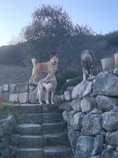 Pension Canine Zaltana, Pension pour Chiens à Die
