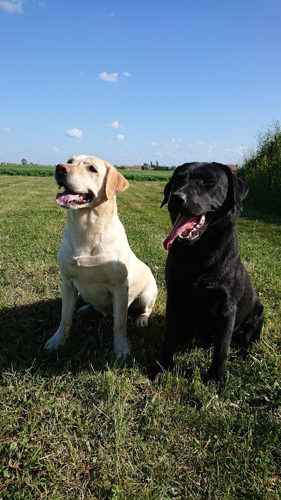 The marshes of Flanders Dezitter Bruno, Eleveur de Chiens à Ghyvelde