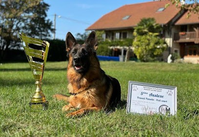 Du Clos D'azieu: Élevage De Berger Allemand Lof, Éleveur Professionnel Chiots Berger Allemand, Isère, En Auvergne-Rhône-Alpes, Eleveur de Chiens à Sermérieu
