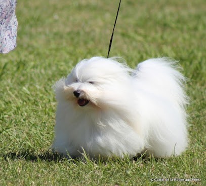 Elevage du Castel de la Roche aux Fées, Eleveur de Chiens à Pancé