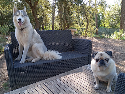 La Pension Bulle 🐾 Pension Pour Chien à Carnoules
