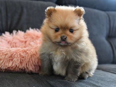 From Love Of Fairypom's élevage chiot spitz nain, Eleveur de Chiens à Nogent-sur-Aube