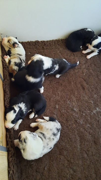 CFCVR - Suzannecourt, Dresseur de Chiens à Suzannecourt