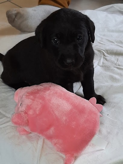 Les Amourettes de Béjarie : Élevage de Labrador, Lignées de Travail, Chien d'utilité, Éleveur chiot labrador, France, Eleveur de Chiens à Saint-Viâtre