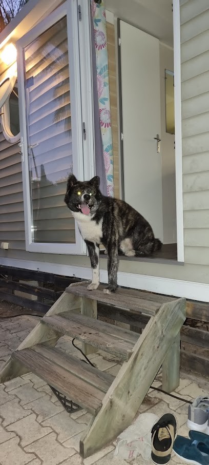 Pension Canine Lou Can, Pension pour Chiens à Fréjus