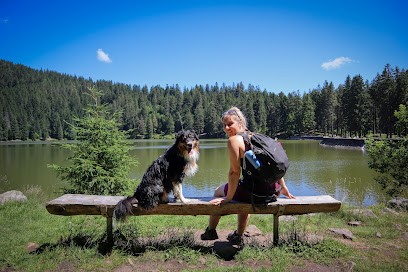 CANI'PSY, Dresseur de Chiens à Rouvres-la-Chétive