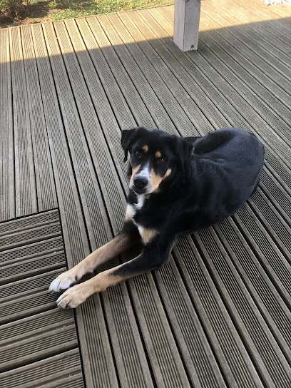 Pension Familiale Augicourt, Pension Pour Chien à Augicourt
