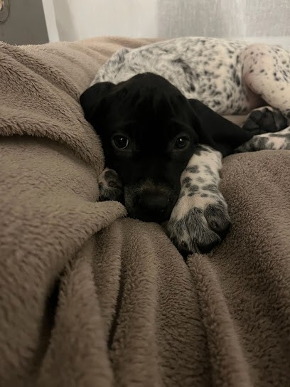 Elevage des Puys D'Auvergne, Eleveur de Chiens à Olmet