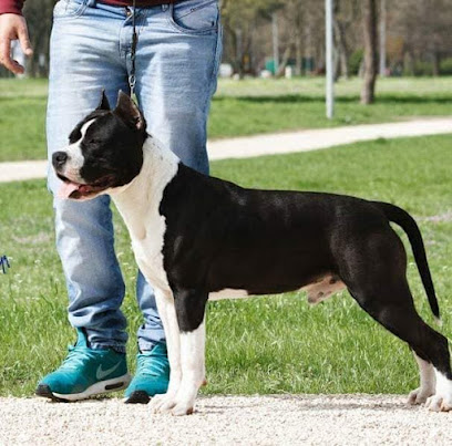 Elevage American Staffordshire Terrier Des Bergers Angéliques, Éleveur De Chiens à Villaines-la-Juhel