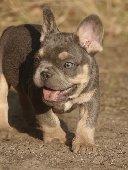 Les Crocs D'or Élevage De Bouledogue Français Exotics Et De Chihuahua Éleveur De Chiens à Cerny