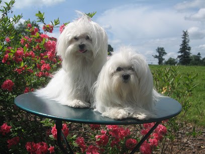 Élevage Domaine des Landes : éleveur de Shih-tzu et Bichon Maltais, Manche en Normandie France, Eleveur de Chiens au Teilleul
