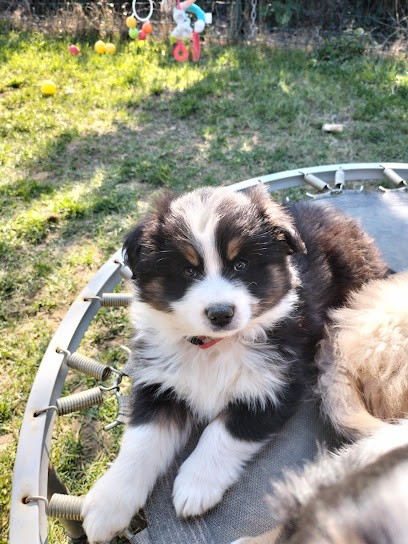 Domaine de Shetlyse élevage canin, Eleveur de Chiens à Apremont