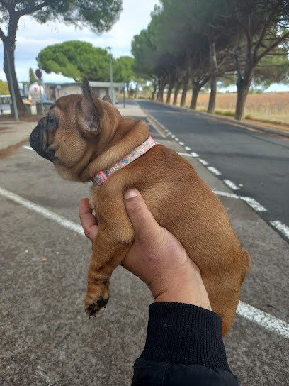 Elevage des gladiateurs de l'est, Eleveur de Chiens à Tucquegnieux