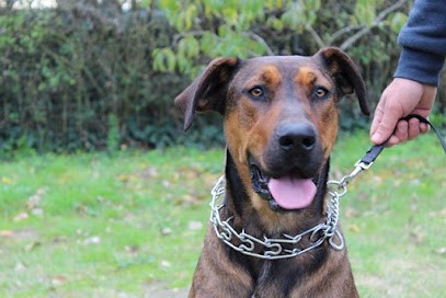 Dog Education Saumur, Dresseur de Chiens à Saumur