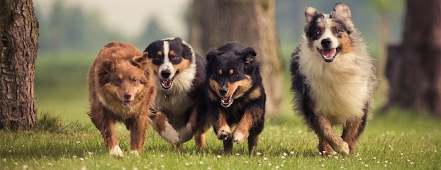 Pension Et Garderie : Com' Chien & Chat, Pension pour Chiens à Saint-André-le-Coq