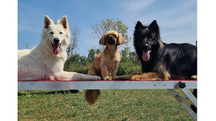 Au bonheur des toutous (agility et pension), Pension pour Chiens à Montreuil-Bellay