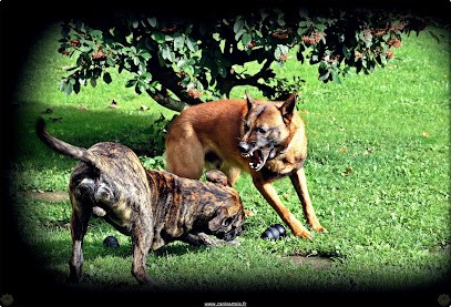 Canisartois, Dresseur de Chiens à Loos-en-Gohelle