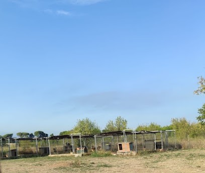 Pension Canine Du Bassin De Thau éducation En Cours Particulier, Pension pour Chiens à Mèze