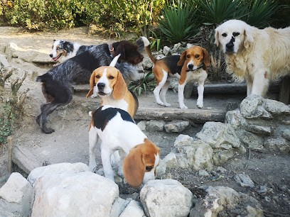 Les Zanimos du Monde, Pension pour Chiens à Montrichard Val de Cher