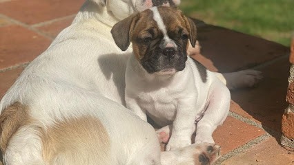 Au Royaume de Vaïana, Eleveur de Chiens à Castelsarrasin