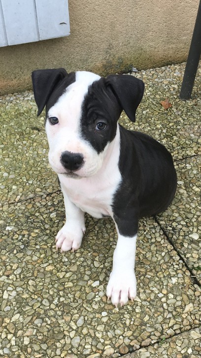 domaine de némésis, Eleveur de Chiens à Saint-Gaultier