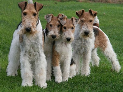 Fox-Terriers du Hallier d'Eltinor, Eleveur de Chiens à Bessais-le-Fromental