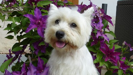 Elevage d'Aurphie - Westie, Golden retriever, Pomsky, Spitz petit, Shih tzu., Eleveur de Chiens à Saint-Denis-sur-Coise