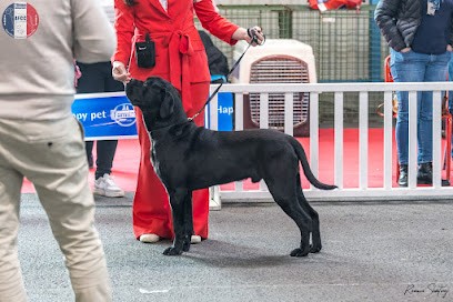 Elevage Strongest Blood, Eleveur de Chiens à Sainte-Foy