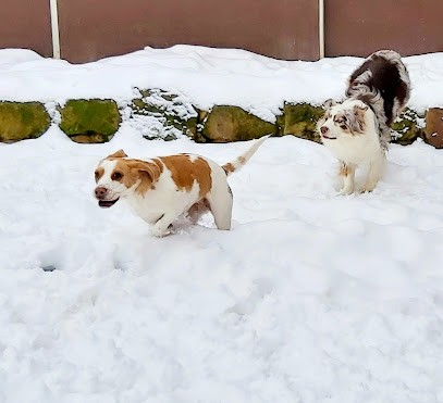 Pension Pattes à Choux, Pension pour Chiens à Kirrwiller