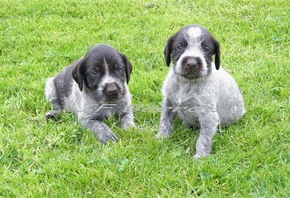 Elevage du Fort Saint Jean, Eleveur de Chiens à Ardres