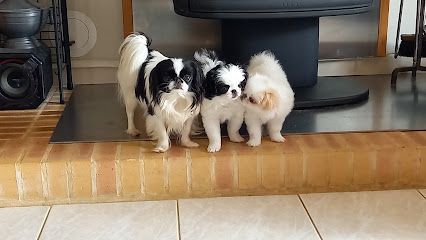 Élevage De Boston Terrier Et Épagneul Japonais Des Honeysbulls, Éleveur De Chiens à la Chapelle-Saint-Rémy
