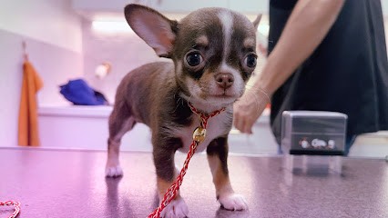 Élevage De La Daronne - Élevage Chihuahua LOF, Eleveur de Chiens à Castagniers