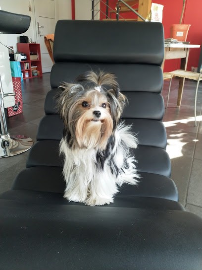 Schaarm Elevage, Eleveur de Chiens à Serrigny-en-Bresse